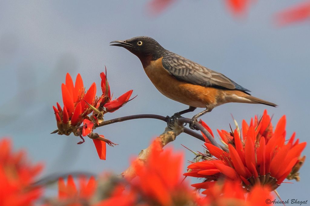 Spot-winged Starling photo