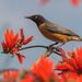 Spot-winged Starling - Photo (c) Avinash Bhagat, some rights reserved (CC BY-NC), uploaded by Avinash Bhagat