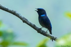 Niltava macgrigoriae