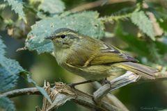 Phylloscopus pulcher