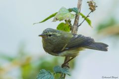 Phylloscopus pulcher
