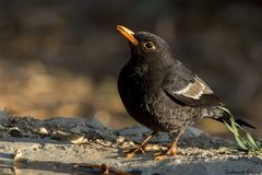 Turdus boulboul