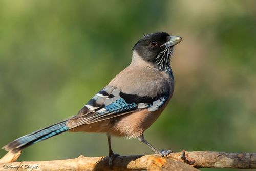 Black-headed Jay