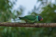 Psittacula himalayana