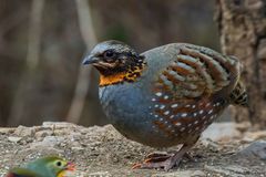 Arborophila rufogularis