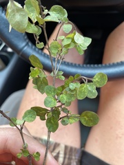 Coprosma tenuicaulis