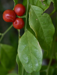Cansjera leptostachya