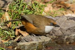 Pterorhinus albogularis