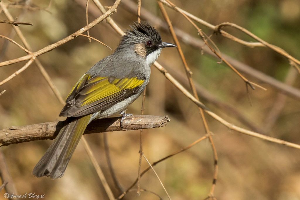 Ashy Bulbul (Hemixos flavala) photo