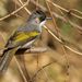 Ashy Bulbul - Photo (c) Avinash Bhagat, some rights reserved (CC BY-NC), uploaded by Avinash Bhagat