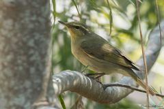 Phylloscopus tytleri
