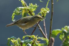 Phylloscopus tytleri