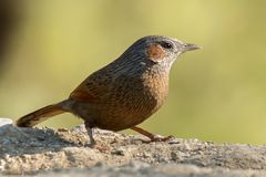 Trochalopteron lineatum