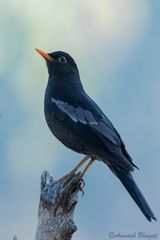 Turdus boulboul