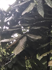 Alectryon tomentosus