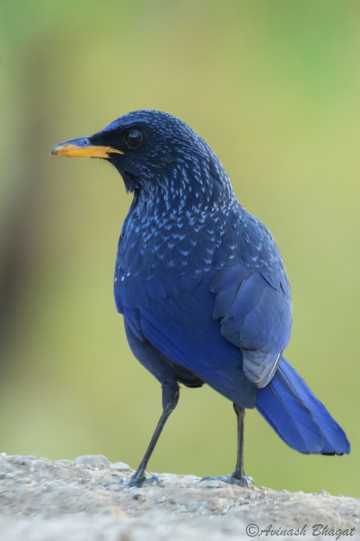Blue Whistling Thrush
