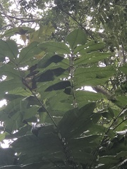 Alectryon tomentosus