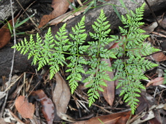 Cheilanthes tenuifolia
