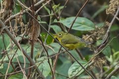 Phylloscopus whistleri