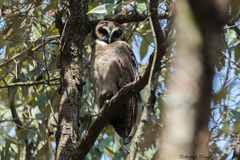 Strix leptogrammica