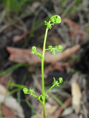 Cheilanthes tenuifolia