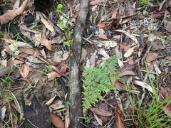 Cheilanthes tenuifolia