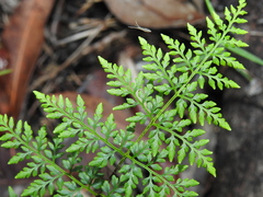 Cheilanthes tenuifolia