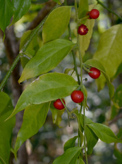 Cansjera leptostachya