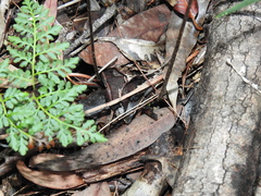 Cheilanthes tenuifolia