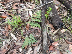 Cheilanthes tenuifolia