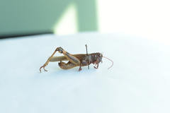Acrididae