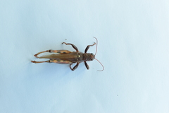 Acrididae