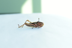 Acrididae