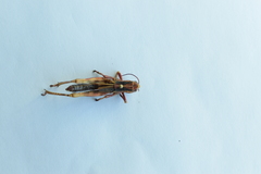 Acrididae