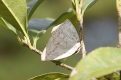 Curetis acuta