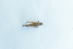 Acrididae