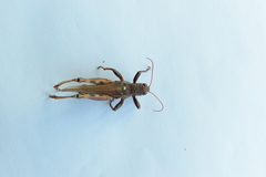 Acrididae