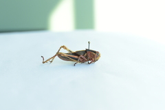 Acrididae