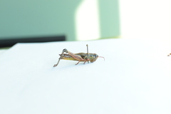 Acrididae