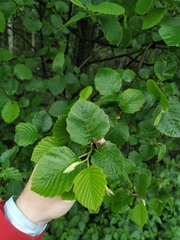Alnus × pubescens