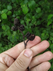 Alnus × pubescens