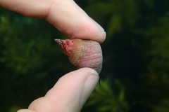 Micrelenchus purpureus