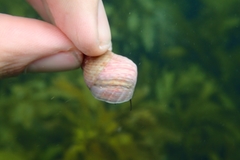 Micrelenchus purpureus