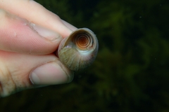 Micrelenchus purpureus