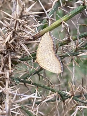 Chrysolarentia insulsata