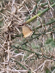 Chrysolarentia insulsata