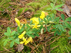 Chamaecytisus ratisbonensis