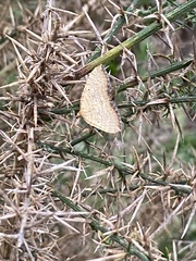 Chrysolarentia insulsata