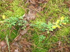 Chamaecytisus ratisbonensis