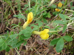 Chamaecytisus ratisbonensis